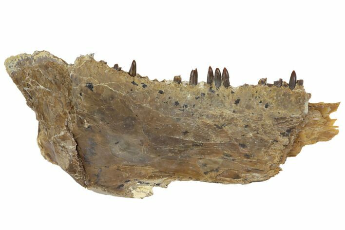 Fossil Fish (Ichthyodectes) Jaw Section - Kansas #144146